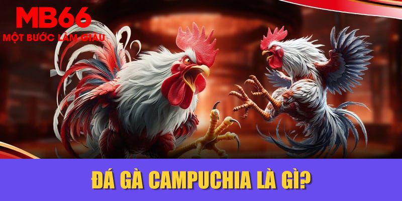 Đá gà Campuchia là gì?