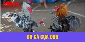 Đá Gà Cựa Dao MB66| Đỉnh Cao Của Tốc Độ Và Sức Mạnh