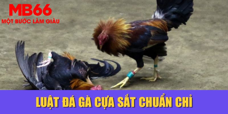 Luật đá gà cựa sắt chuẩn Chỉ