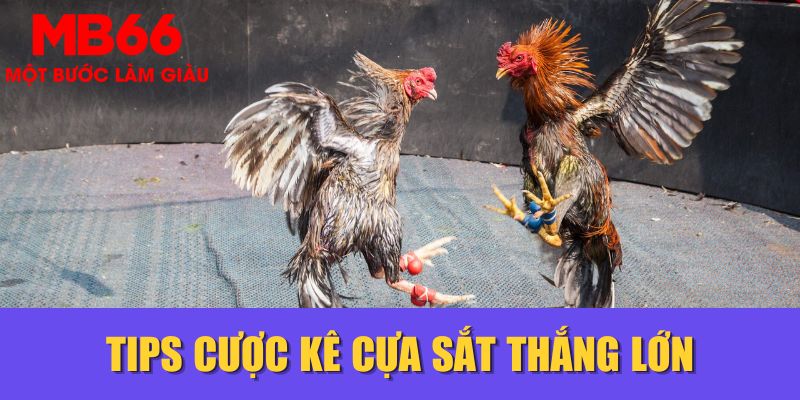 Tips cược kê cựa sắt thắng lớn
